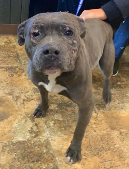 Apollo pit bull reunited with owner